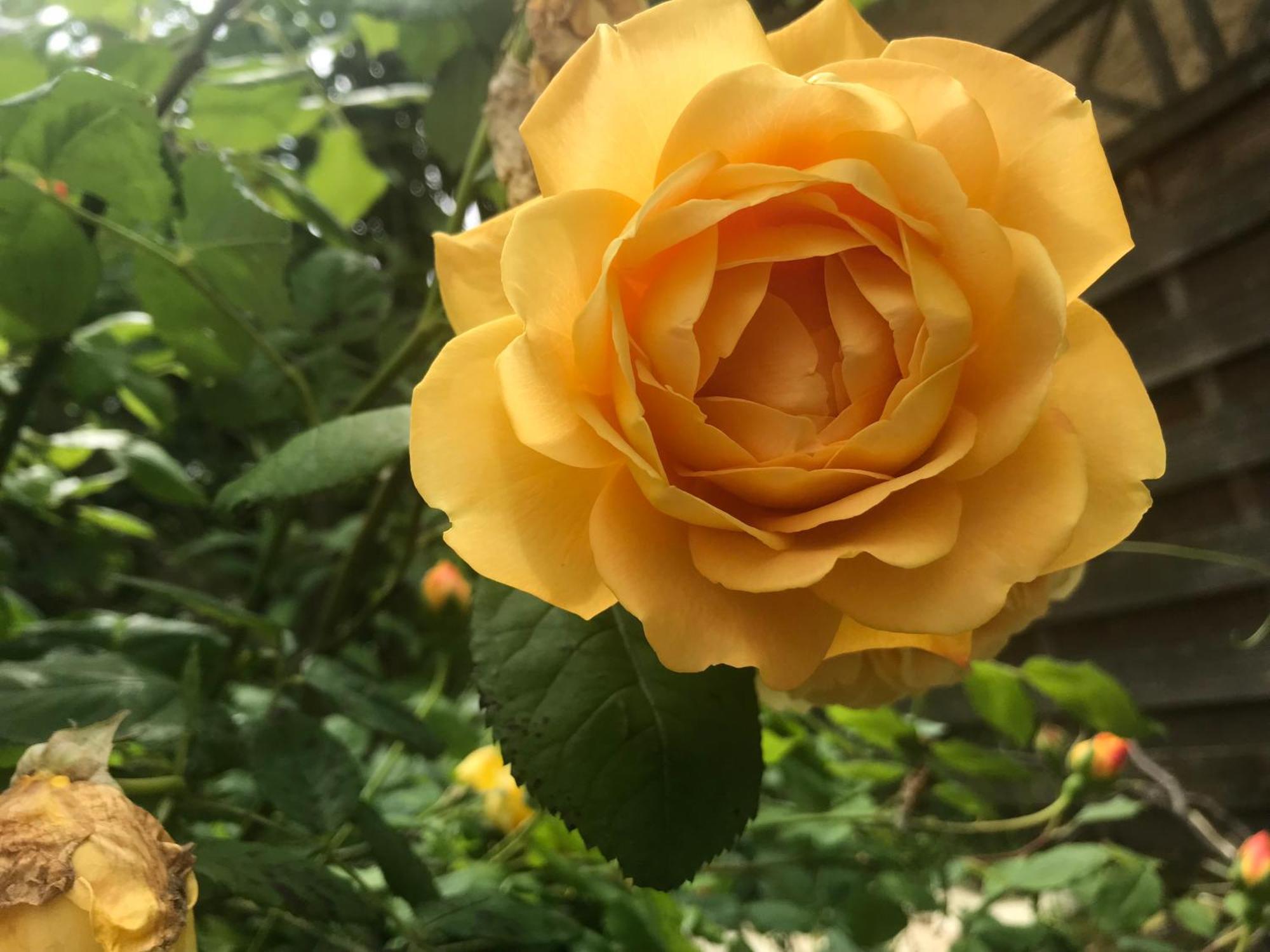Healing Waters Sanctuary For Exclusive Private Hire And Self Catering Board, Vegetarian, Alcohol & Wifi Free Retreat In Glastonbury Bagian luar foto